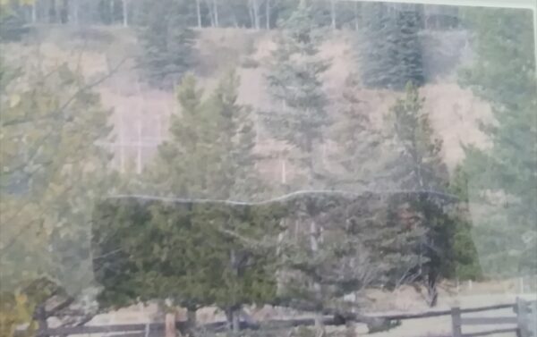 A picture of a fence and trees in a wooded area.