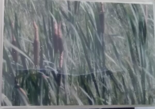 A picture of reeds in the grass.