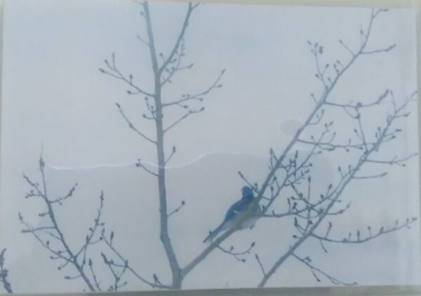 A blue bird perched on a bare tree.