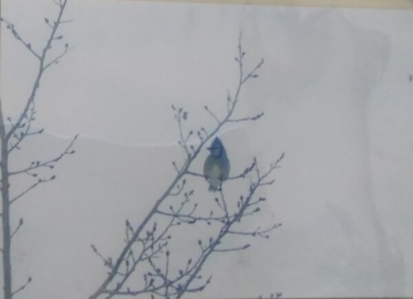 A blue bird perched on a tree branch.