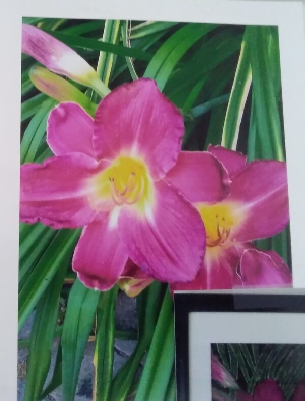 Two framed pictures of pink lilies on a table.