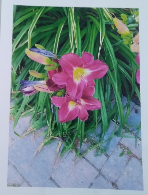 A photo of pink lilies on a brick walkway.