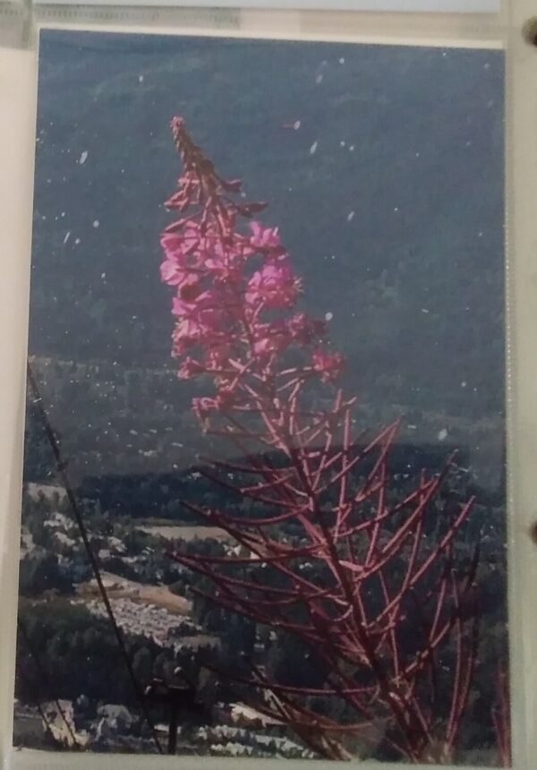 A picture of a pink flower with mountains in the background.