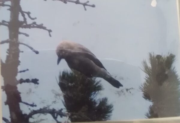 A bird perched on top of a pine tree.