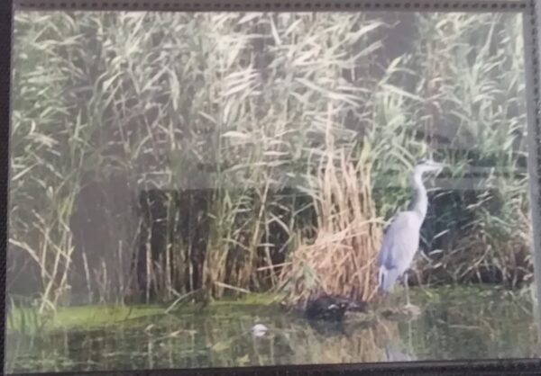 A picture of a bird in a pond with reeds.